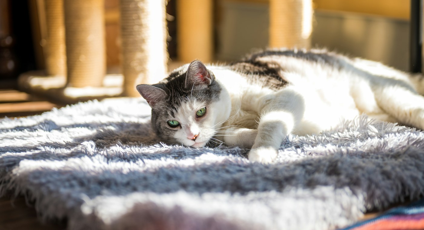 Cat enjoying a sunlit home